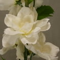 thumbnail image 3 of 1 Pc, 37.5 Inch Artificial Delphinium Stem To Add Color To Floral Arrangement/Home Decoration - Cream, 3 of 5