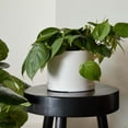 thumbnail image 2 of Bloem Mathers 6" Plastic Planter - Modern Indoor Pot with Drainage Holes and Saucer Tray, Vanilla Bean, 2 of 5