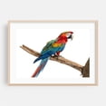 thumbnail image 2 of Portrait of a colorful macaw 02 - Photography Bird Wildlife Animal Tropical Nature Unframed Wall Art Print 12 x 18 inches, 2 of 7