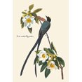 thumbnail image 1 of Fork-Tailed Flycatcher Fine art canvas print (20" x 30"), 1 of 1