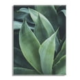 thumbnail image 2 of F2Images Collaboration Agave II Floating 23 in x 31 in Photography Art Prints, by Kate and Laurel, 2 of 9