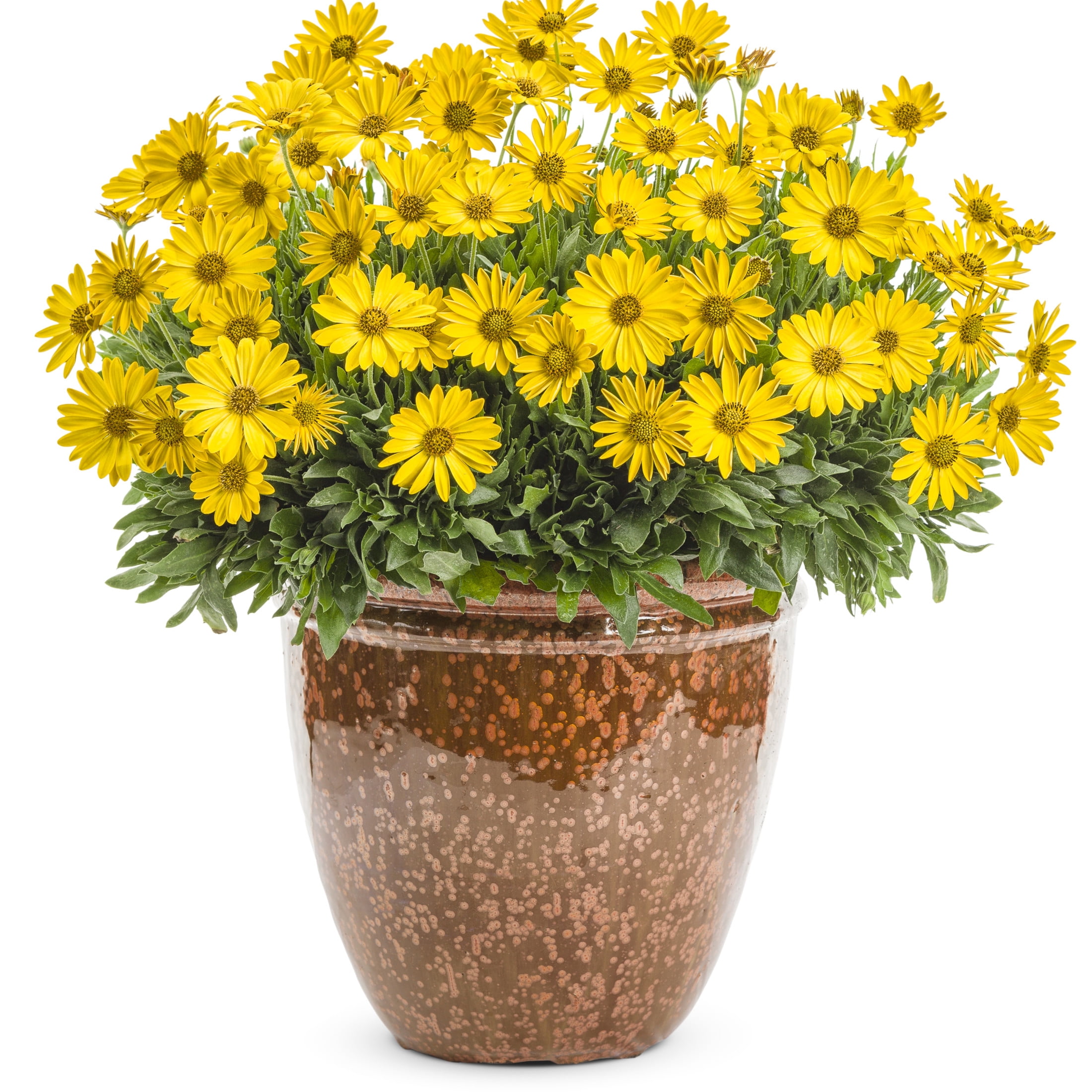 Proven Winners 4" Bright Lights Yellow African Daisy Live Plant in 4.25" Pot (4 Count)