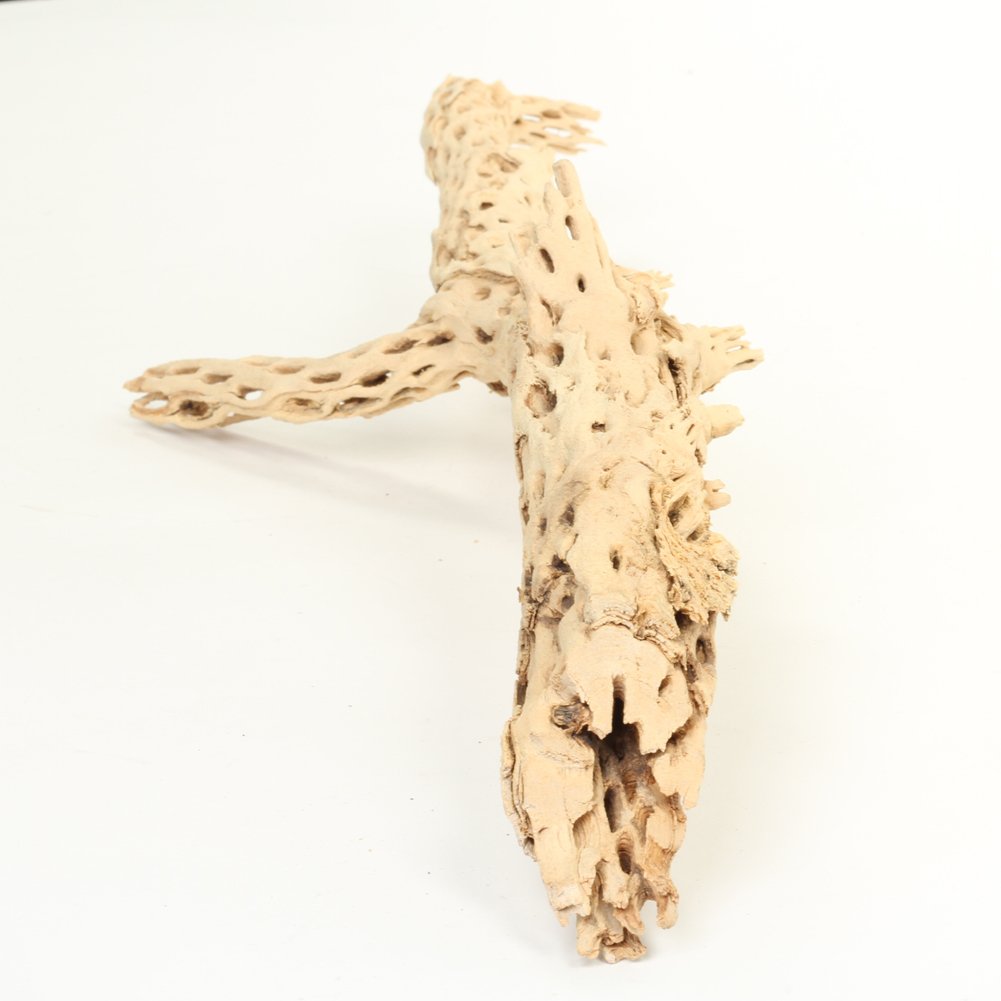Koyal Wholesale Cholla Wood 12-Inch, Aquarium Branches, Airplants Decor, Reptile Perch, Natural Home Decoration