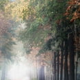 thumbnail image 3 of Masterpiece Art Gallery Breathe Autumn Forest Trail by Irene Weisz Canvas Photo Art Print 22" x 28", 3 of 4