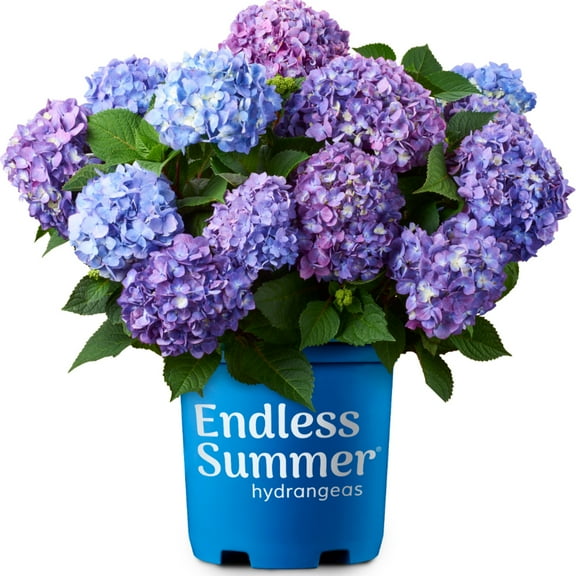 Endless Summer Bloomstruck Hydrangea - 3 Gallon Pot, Live Deciduous Shrub, Part Sun, Outdoor