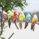 thumbnail image 5 of 12 Piezas de Pájaros Artificiales, Lindo Petirrojo de Espuma , Accesorios para fotografía, Decoración para hogar, 5 of 8