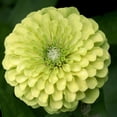thumbnail image 2 of Stalus, Judy 15x15 Black Modern Framed Museum Art Print Titled - Green Zinnia, 2 of 4