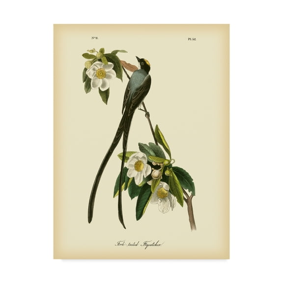 Trademark Fine Art 'Fork tailed Flycatcher' Canvas Art by John James Audubon