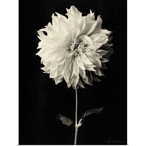 Great BIG Canvas | Rolled Amy Melious Poster Print entitled Botanical Elegance Dahlia