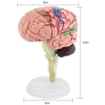 thumbnail image 4 of Modelo De Cerebro Humano 4D, Modelo Anatómico De Cerebro Humano, Modelo De Cerebro Humano Desmontado, Herramienta De Enseñanza Y Aprendizaje Estructural Inevent FN005784-00, 4 of 6