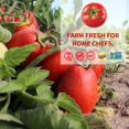 thumbnail image 3 of YBQF Whole Tomatoes (28 oz. cans, 6 pack) - Vine-Ripened – Non-GMO, 3 of 5