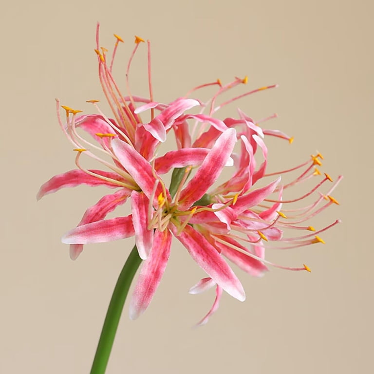 buy pothos plants Marble Queen Pothos – Lost in the Forrest