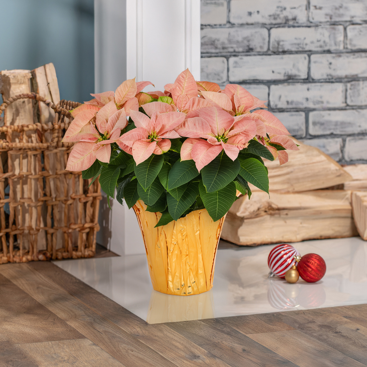 Expert Gardener 2QT Orange Poinsettia Live Houseplant Champagne Foil Cover Indirect Sunlight 3 Pack