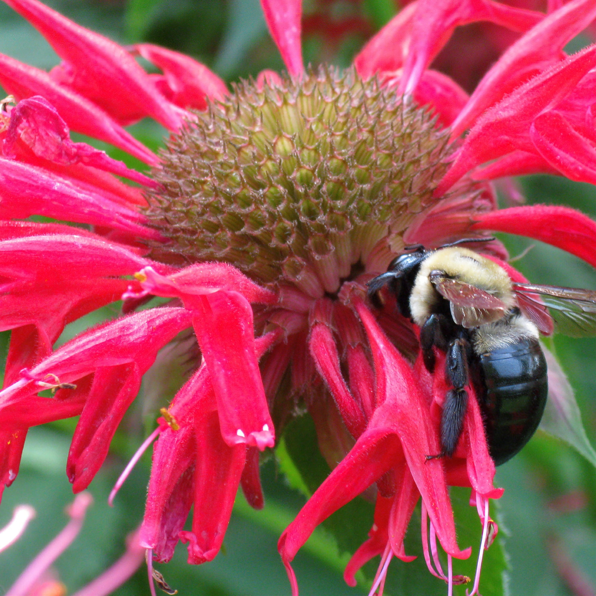 Bonnie Plants Bee Balm 19.3 oz.