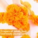 thumbnail image 5 of Flores de Caléndula de 3.9Pulgadas Flor Artificial del Día de Los Muertos 200 Piezas Cabeza de Flores de Caléndula Falsa, 5 of 8
