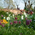 thumbnail image 4 of Garden Gem Mixed Flower Collection, 100 Bulbs - Featuring 4 Varieties of Yellow, Blue, White & Purple Flowers, 4 of 9