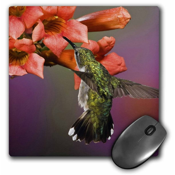 3dRose Ruby Throated Hummingbird, Kentucky - NA02 AJE0274 - Adam Jones ...