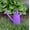 Purple, variant on Tierra Garden 2.1 Gallon Purple Metal Watering Can