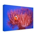 thumbnail image 4 of Wendy 'Finding Nemo' Canvas Art, 4 of 4