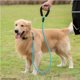thumbnail image 3 of Correa fuerte para perros de 6 pies con manija acolchada cómoda y correas para perros con hilos altamente reflectantes para perros medianos y grandes (18-150 LBS) MFZFUKR HMHZ065-2, 3 of 3