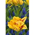 thumbnail image 2 of Bush, Marie 17x24 Gold Ornate Wood Framed with Double Matting Museum Art Print Titled - Netherlands, Lisse Tulips and grape hyacinth, 2 of 4