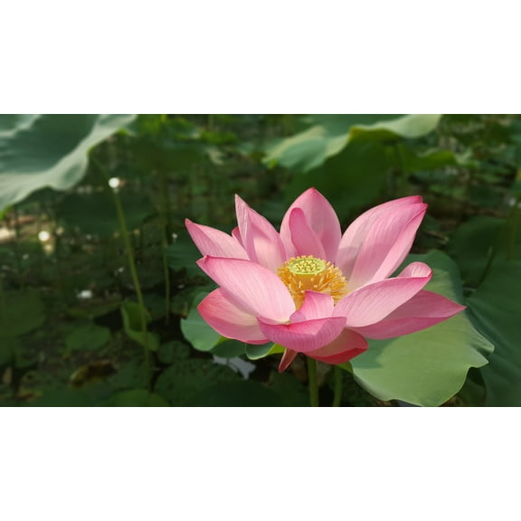 Serendipity Seeds 5 Heirloom/ Wild Indian Lotus Flower Seed