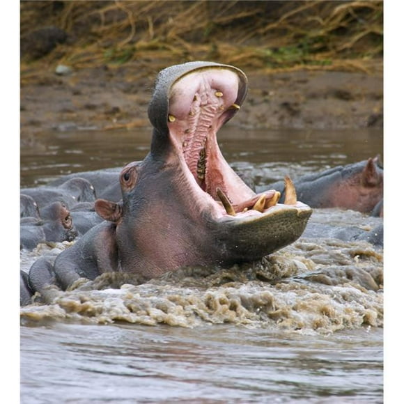 Yawning Hippopotamus Hippopotamus Amphibius At Serengeti National Park Tanzania Poster Print by Carson Ganci, 28 x 32 - Large