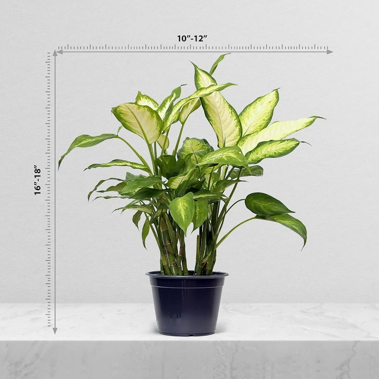 dracaena deremensis warneckii Striped Dracaena For Sale, Including Care Guide