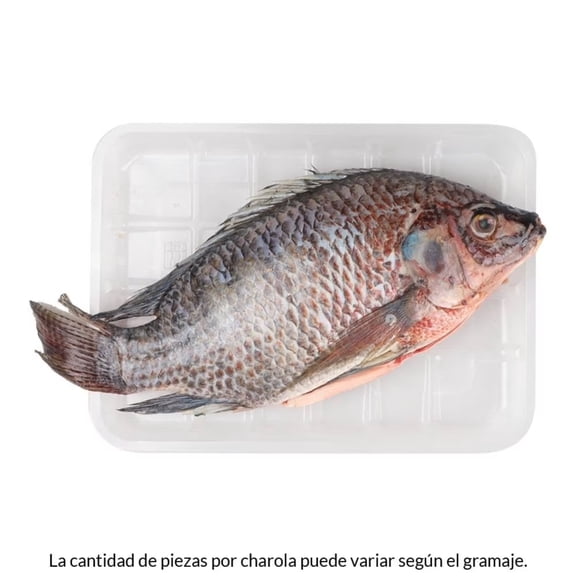 Mojarra tilapia por charola peso por kg