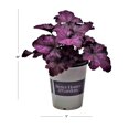 thumbnail image 2 of Better Homes and Gardens Outdoor Live Plant Heuchera Coral Bells Heureka Seasons King Pink 1QT, Shade, 2 of 5