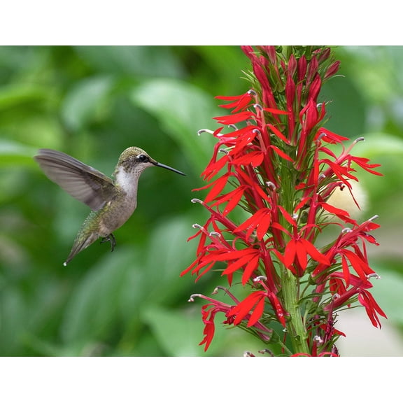 Cardinal Flower - Lobelia cardinalis - Live Starter Plant
