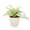 Natural, variant on Live Variegated Spider Plant - 4" Eco Pot - Natural