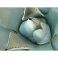 thumbnail image 2 of Alison Jerry 14x12 Gold Ornate Wood Framed with Double Matting Museum Art Print Titled - Agave Detail III, 2 of 4