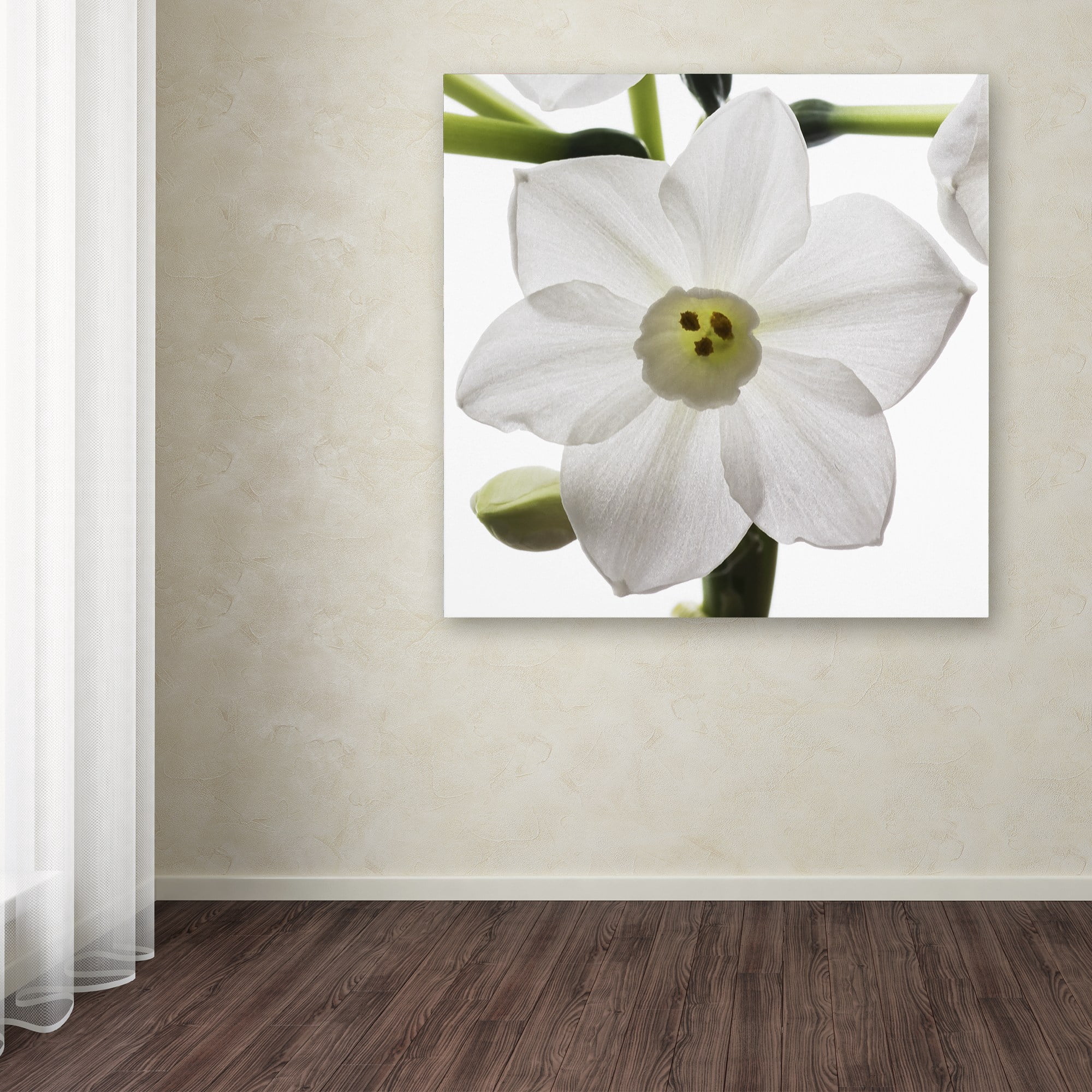 Trademark Fine Art "Paper White 2" Canvas Art by Kurt Shaffer