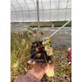 thumbnail image 3 of 5 Green Spice Heuchera in 3.5 inch Size Plugs/Coral Bells, 3 of 4