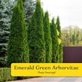 thumbnail image 3 of 2 Emerald Green Arborvitae Saplings in 3.5” Cubes | Live Evergreen Privacy Hedge Tree | Upright Compact Form, Fast-Growing, Cold-Hardy Plant for Screens & Landscaping (Thuja occidentalis 'Smaragd'), 3 of 10