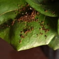 thumbnail image 3 of Fiddle Leaf Fig Soil by Perfect Plants - 8 Quart, 3 of 5