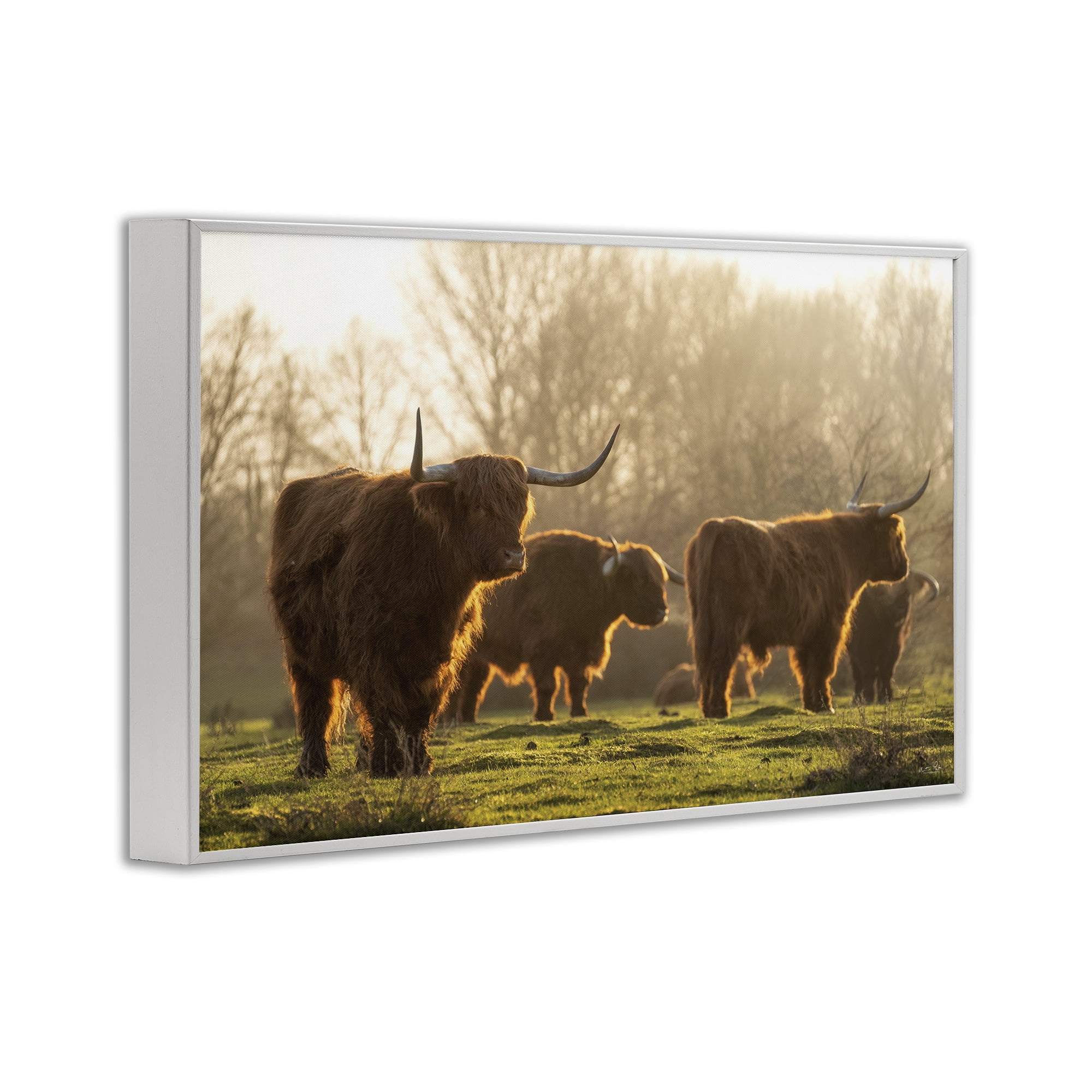 Stupell Industries Longhorns in Foggy Pasture Animals & Insects Photography White Framed Art Print Wall Art, 18 x 12