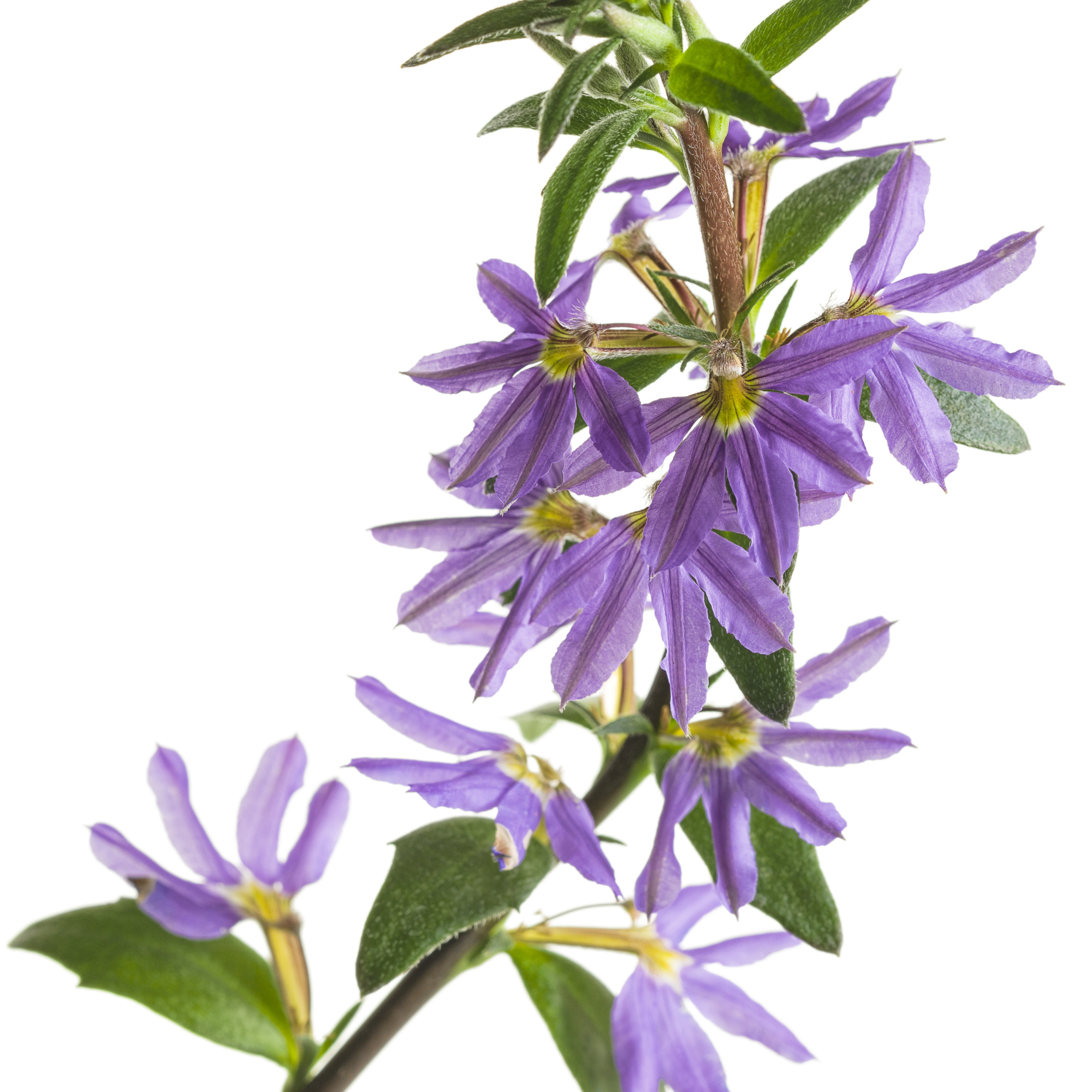 Proven Winners 4" Whirlwind Blue Fan Flower Live Plant in 4.25" Pot (4 Count)