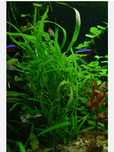 Hygrophila Angustifolia Live Aquarium Plant, Freshwater Fish Tank Aquatic Plant