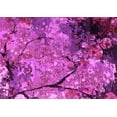 thumbnail image 1 of Ahgly Company Indoor Rectangle Oriental Pink Industrial Area Rugs, 2' x 5', 1 of 4