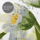 thumbnail image 4 of Cortina de ducha Casa de campo Flores blancas Una margarita en ciernes Cortina de ducha de tela impermeable Juego de accesorios de baño Decoración de baño bohemia con 12 ganchos (72x72, 4 of 5