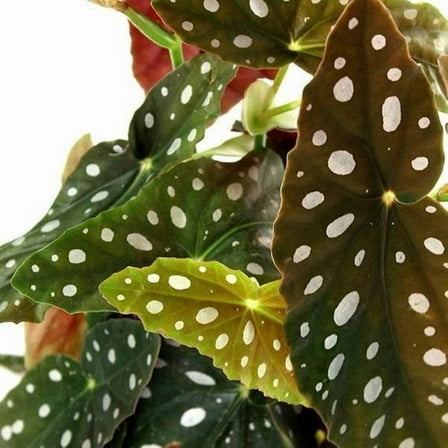 Polka Dot Begonia Variegata-Stunning Houseplant for Your Home  6" Pot