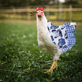 thumbnail image 5 of 4 Piezas Silla de Pollo Correas para Chaqueta de Pollo Delantal para Gallina Delantal para Pollo, 5 of 5