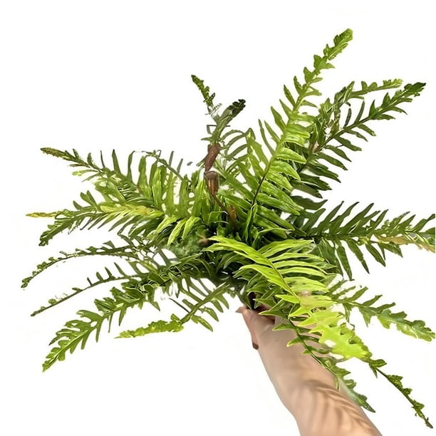 Flores para la Decoración Simulación de Hierba Persa, Pequeñas Hojas Persas, Simulación de Hojas de Helecho Floral, Ramo de Simulación de Plantas, Decoración Del Hogar Ramo de Flores en Vivo