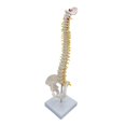 thumbnail image 4 of Xingzhi Spine Model Vertebral Column Anatomical for  Kids Learning Display Classroom standing, 4 of 6