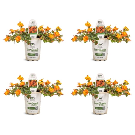 Proven Winners 4" Orange Mojave Tangerine Purslane Live Plant in 4.25" Pot (4 Count)