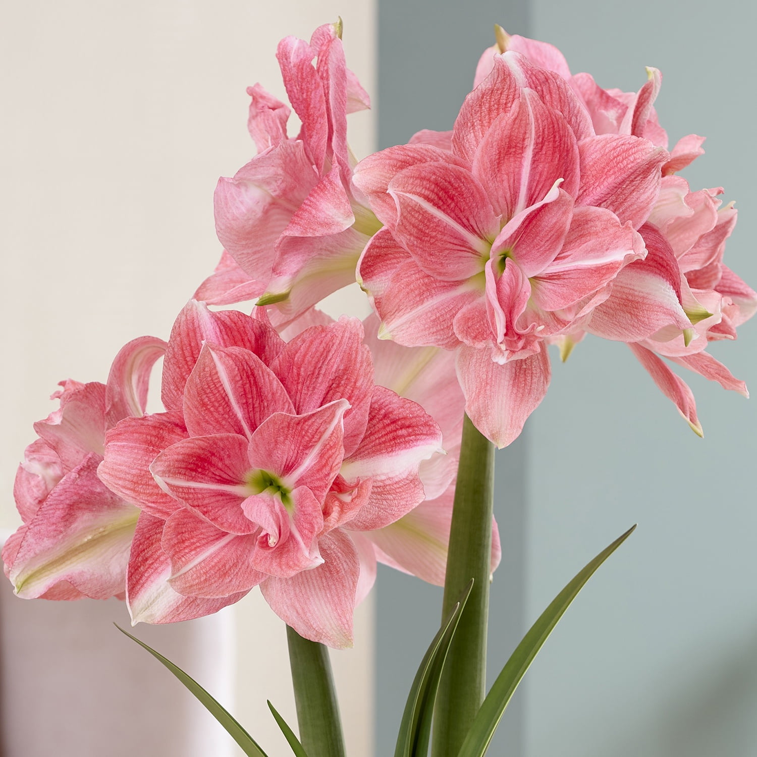 Van Zyverden Fast Track Amaryllis Kit Double Time with Artisan Decorative Planter 1 Bulb Red Partial Sun Perennial Easy to Grow 3 lbs