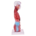 thumbnail image 2 of Kits De Modelo De Torso Y Vísceras De 28 Cm, Con Cerebro Cardíaco, Modelo De Demostración De Laboratorio, Modelos s s Hugo Estatua de vísceras humanas, 2 of 9