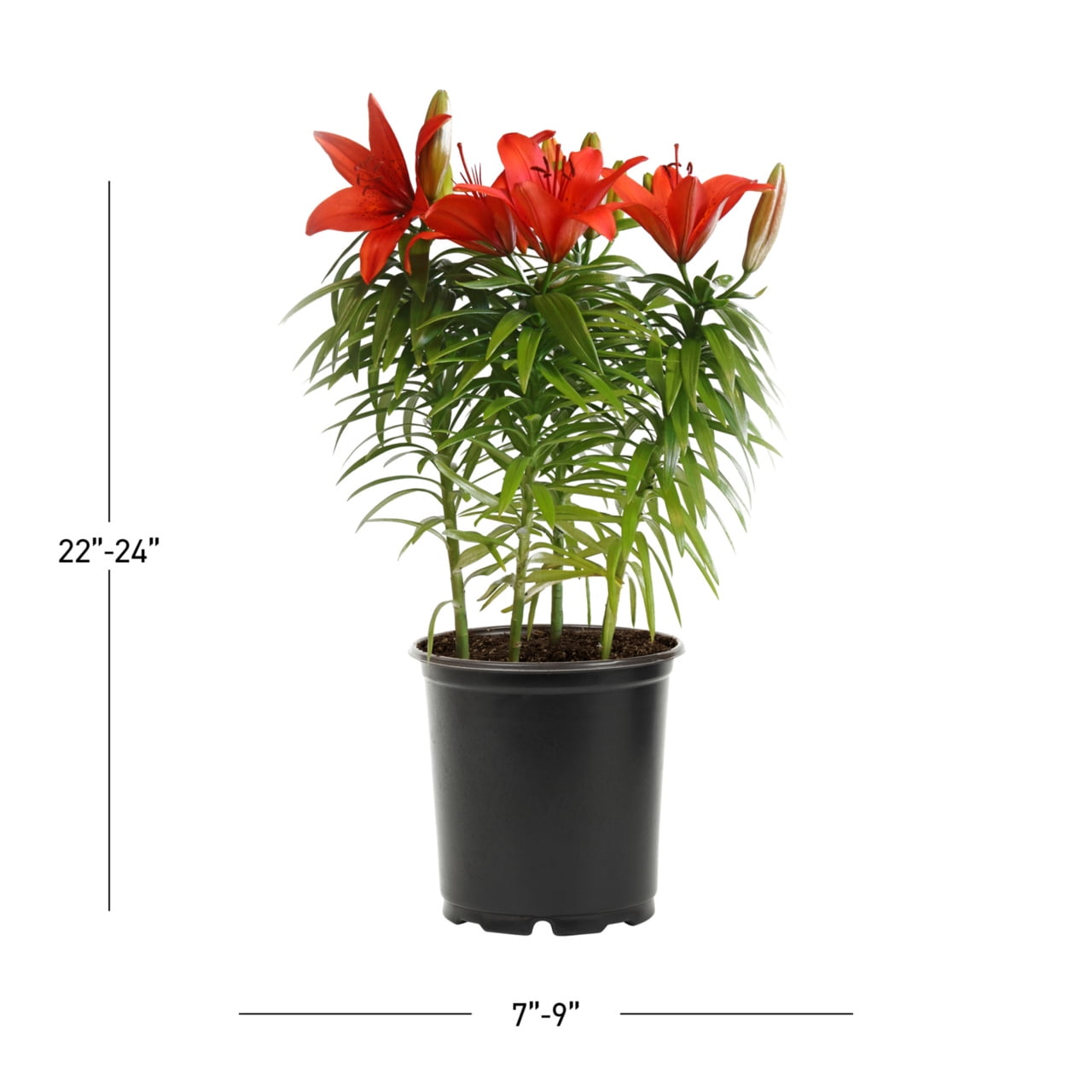 Expert Gardener 3-PK Red Asiatic Lily Perennial Plant, Sun